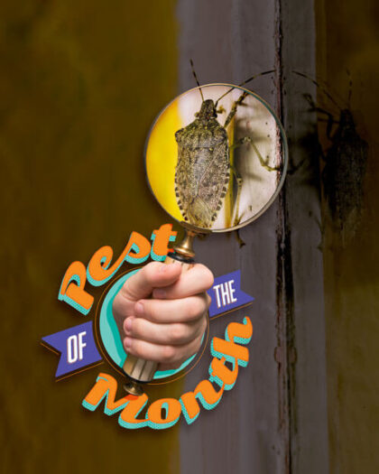 Pest of the Month: Stink Bugs