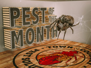 Pest of the Month: Spiders