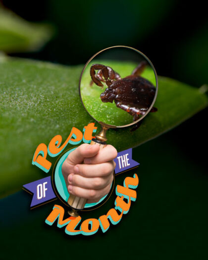 Pest of the Month: Ticks
