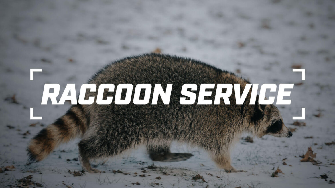 Raccoon Service Thumbnail
