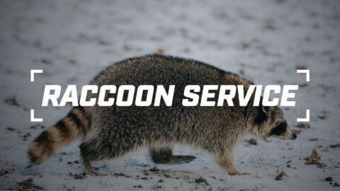 Raccoon Service Thumbnail