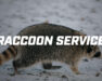 Raccoon Service Thumbnail