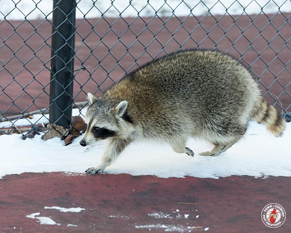 raccoon, raccoons, town and country, town and country pest solutions, pest, pests, rochester, syracuse, buffalo, rochester ny, syracuse ny, buffalo ny, new york, western ny, rochester exterminators, syracuse exterminators, buffalo exterminators, bed bugs, fabry, matt fabry, extermination, hire the pros, friendly, trustworthy