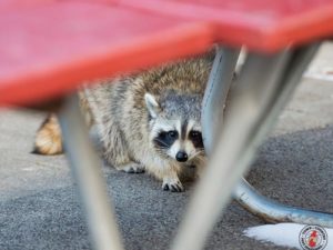 The Release Of The Famed Raccoon That Climbed A 25 Story Skyscraper
