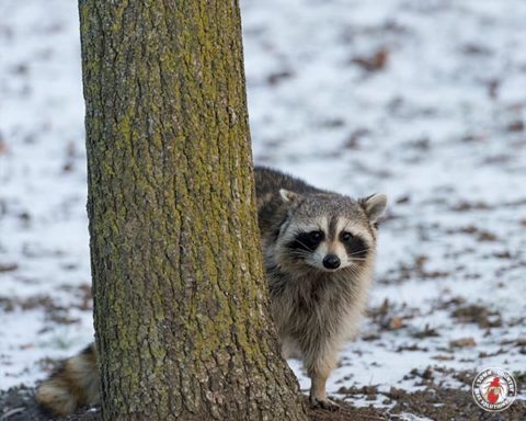 raccoon, raccoons, town and country, town and country pest solutions, pest, pests, rochester, syracuse, buffalo, rochester ny, syracuse ny, buffalo ny, new york, western ny, rochester exterminators, syracuse exterminators, buffalo exterminators, bed bugs, fabry, matt fabry, extermination, hire the pros, friendly, trustworthy