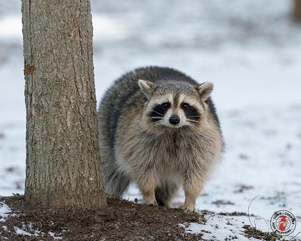 raccoon, raccoons, town and country, town and country pest solutions, pest, pests, rochester, syracuse, buffalo, rochester ny, syracuse ny, buffalo ny, new york, western ny, rochester exterminators, syracuse exterminators, buffalo exterminators, bed bugs, fabry, matt fabry, extermination, hire the pros, friendly, trustworthy