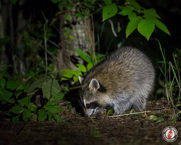 Cartoon Raccoon Causes Biological Invasion of Real Raccoons in Japan