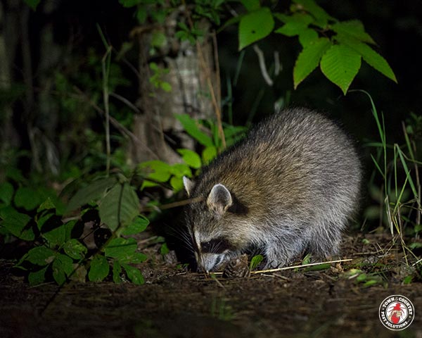 raccoon, raccoons, town and country, town and country pest solutions, pest, pests, rochester, syracuse, buffalo, rochester ny, syracuse ny, buffalo ny, new york, western ny, rochester exterminators, syracuse exterminators, buffalo exterminators, bed bugs, fabry, matt fabry, extermination, hire the pros, friendly, trustworthy