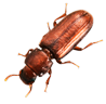 Red Flour Beetle