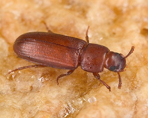 red flour beetle, red flour beetles, beetle, beetles, stored food pest, stored food pests, town and country, town and country pest solutions, pest, pests, rochester, syracuse, buffalo, rochester ny, syracuse ny, buffalo ny, new york, western ny, rochester exterminators, syracuse exterminators, buffalo exterminators, bed bugs, fabry, matt fabry, extermination, hire the pros, friendly, trustworthy