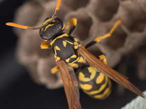 The Warning Signs of a Wasp Nest Inside Your Walls