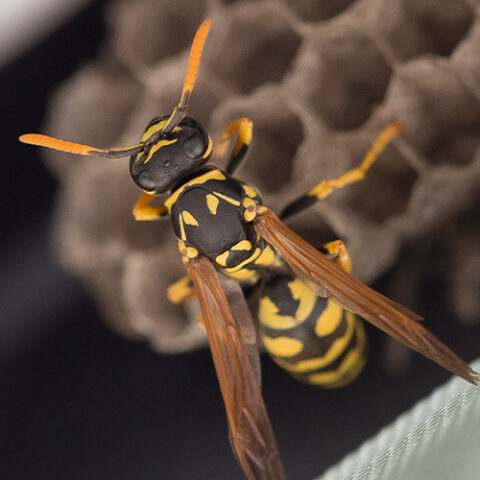 Wasps