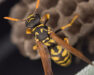 Wasps