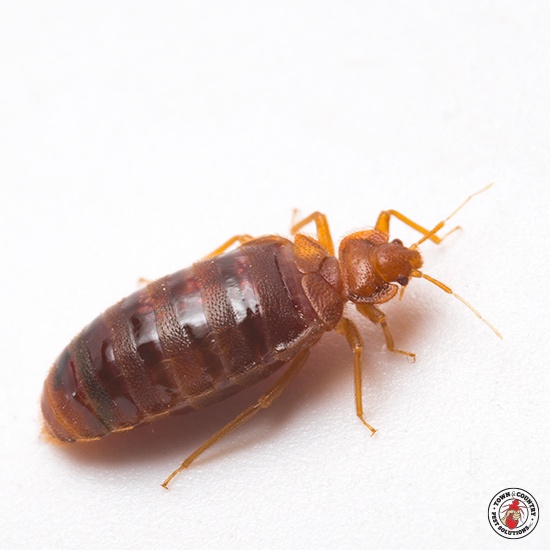 bed bugs buffalo ny