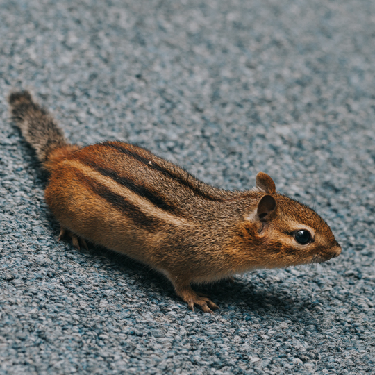 Chipmunk Trapping, Removal & Repairs