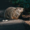 A photo of a groundhog representing our Groundhog Service