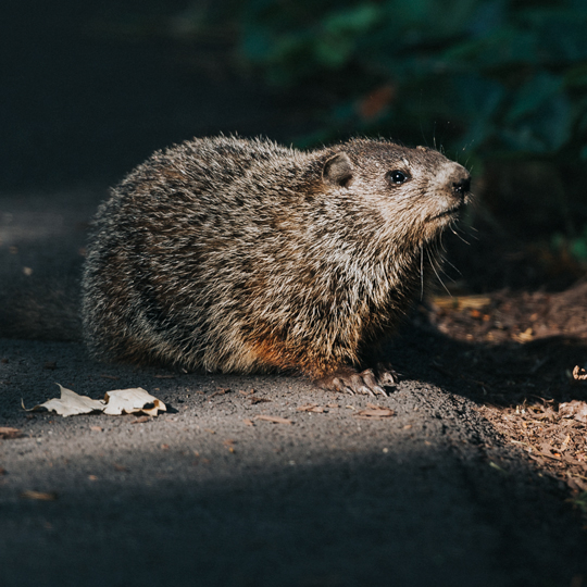 How to trap and remove problem woodchucks in New York, Woodchuck