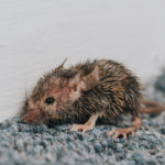 A thumbnail of a mouse for our Mice Service Page