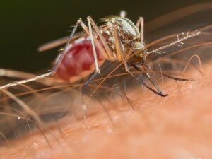 Stay Mosquito-Free This Summer with Town and Country Pest Solutions