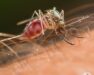 mosquito, town and country, town and country pest solutions, pest, pests, rochester, syracuse, buffalo, rochester ny, syracuse ny, buffalo ny, new york, western ny, rochester exterminators, syracuse exterminators, buffalo exterminators, bed bugs, fabry, matt fabry, extermination, hire the pros, friendly, trustworthy