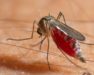 mosquito, mosquitos, mosquitoes, town and country, town and country pest solutions, pest, pests, rochester, syracuse, buffalo, rochester ny, syracuse ny, buffalo ny, new york, western ny, rochester exterminators, syracuse exterminators, buffalo exterminators, bed bugs, fabry, matt fabry, extermination, hire the pros, friendly, trustworthy