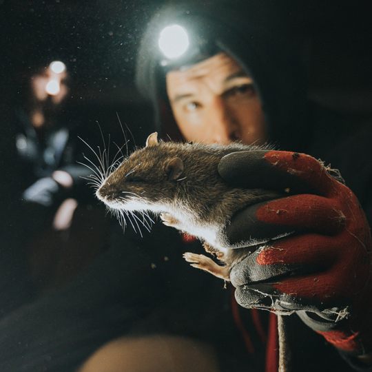 Rat Service Gallery