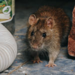 A thumbnail of a rat for our Rat Service Page