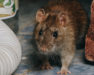 A thumbnail of a rat for our Rat Service Page