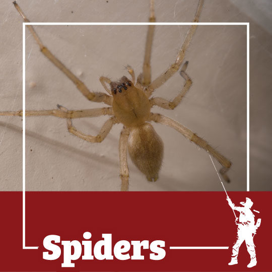 Barn Spider Control Services - Barn Spider Exterminators