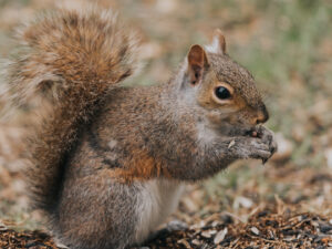 How to Get Squirrels Out of Your Attic Safely