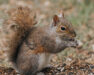 A thumbnail of a squirrel for our Squirrel Service Page