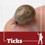 tick, ticks, town and country, town and country pest solutions, pest, pests, rochester, syracuse, buffalo, rochester ny, syracuse ny, buffalo ny, new york, western ny, rochester exterminators, syracuse exterminators, buffalo exterminators, bed bugs, fabry, matt fabry, extermination, hire the pros, friendly, trustworthy