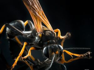 The Best Ways to Prevent Wasps from Invading Your Space