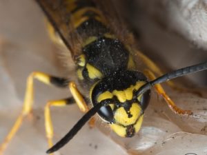 Wasp Safety Tips