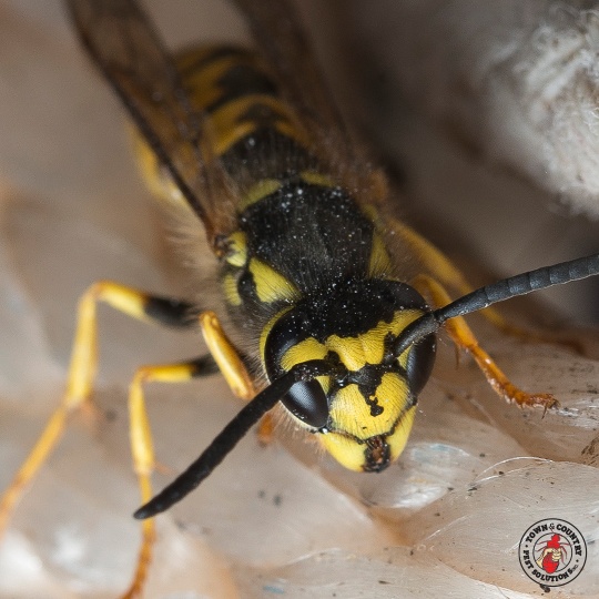 queen yellow jacket identification