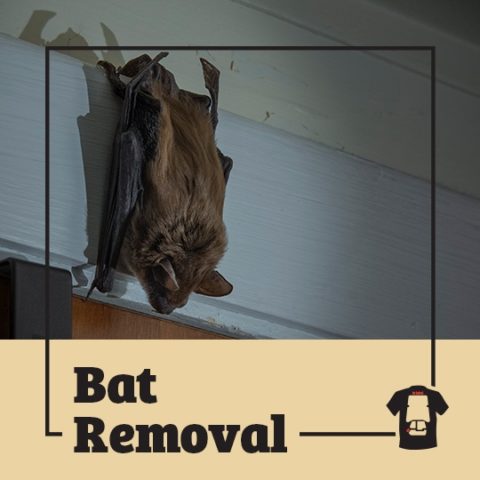 bat, flying rat, town and country, town and country pest solutions, pest, pests, rochester, syracuse, buffalo, rochester ny, syracuse ny, buffalo ny, new york, western ny, rochester exterminators, syracuse exterminators, buffalo exterminators, bed bugs, fabry, matt fabry, extermination, hire the pros, friendly, trustworthy