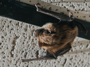 Preventing Bats in Rochester NY: Effective Strategies to Keep Your Home Safe