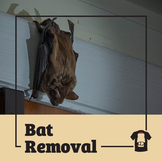 The Homeowner Who Was Regularly Swarmed and Bitten by The Hundreds of Bats Infesting His Upstate