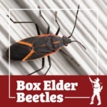 box elder, box elder beetle, beetle, beetles, town and country, town and country pest solutions, pest, pests, rochester, syracuse, buffalo, rochester ny, syracuse ny, buffalo ny, new york, western ny, rochester exterminators, syracuse exterminators, buffalo exterminators, bed bugs, fabry, matt fabry, extermination, hire the pros, friendly, trustworthy