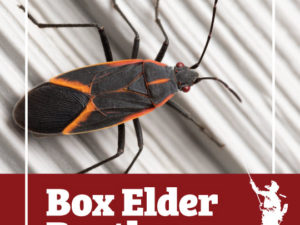 Nuisance Boxelder Bug Infestations May Become More Common Within And Near Upstate New York Homes