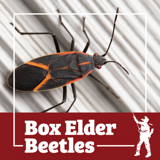 Boxelder Bugs  Facts & Identification, Control & Prevention