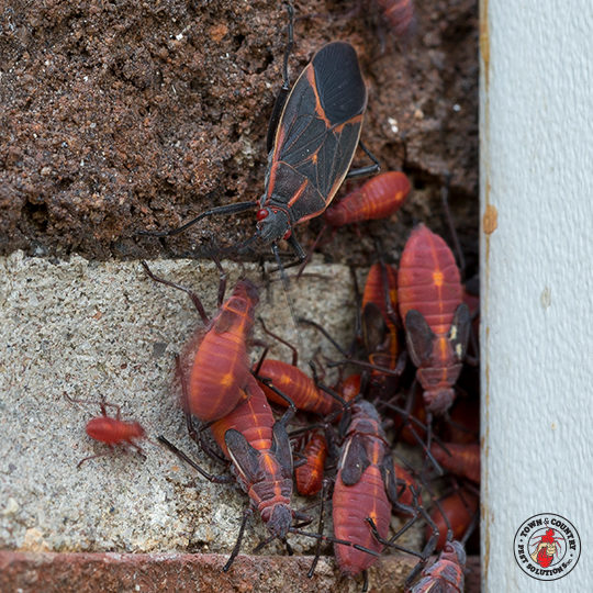 box elder, box elder beetle, beetle, beetles, town and country, town and country pest solutions, pest, pests, rochester, syracuse, buffalo, rochester ny, syracuse ny, buffalo ny, new york, western ny, rochester exterminators, syracuse exterminators, buffalo exterminators, bed bugs, fabry, matt fabry, extermination, hire the pros, friendly, trustworthy