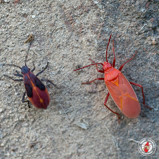 box elder, box elder beetle, beetle, beetles, town and country, town and country pest solutions, pest, pests, rochester, syracuse, buffalo, rochester ny, syracuse ny, buffalo ny, new york, western ny, rochester exterminators, syracuse exterminators, buffalo exterminators, bed bugs, fabry, matt fabry, extermination, hire the pros, friendly, trustworthy