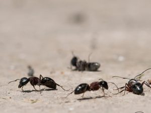 Ant Pests That Scatter Throughout Indoor Areas And How To Keep Them From Invading Homes During The Colder Months