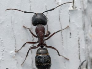 Keep Ants Away From Your Rochester Home