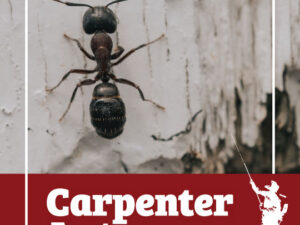 Carpenter Ants: Why Professional Treatment is Necessary
