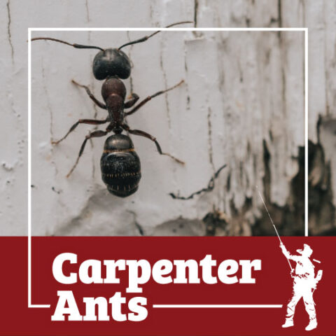 ant, ants, carpenter ant, carpenter ants, town and country, town and country pest solutions, pest, pests, rochester, syracuse, buffalo, rochester ny, syracuse ny, buffalo ny, new york, western ny, rochester exterminators, syracuse exterminators, buffalo exterminators, bed bugs, fabry, matt fabry, extermination, hire the pros, friendly, trustworthy