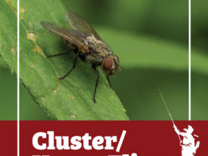Which Fly Pests Are Known For Infesting Homes In Upstate New York?
