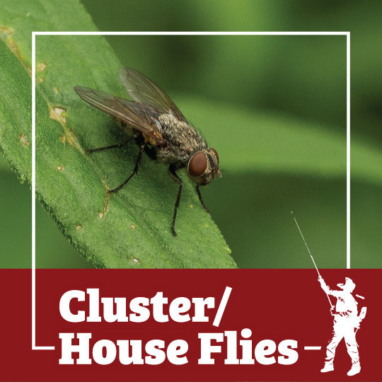 How To Get Rid Of The House Flies Inside Your Kittitas County Home