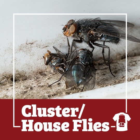 what attracts house flies